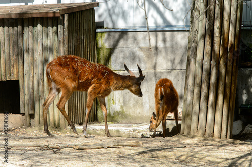 Young deer in the zoo