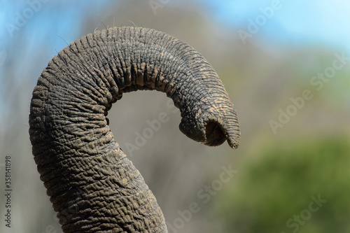 Close up of the elephant's trunk