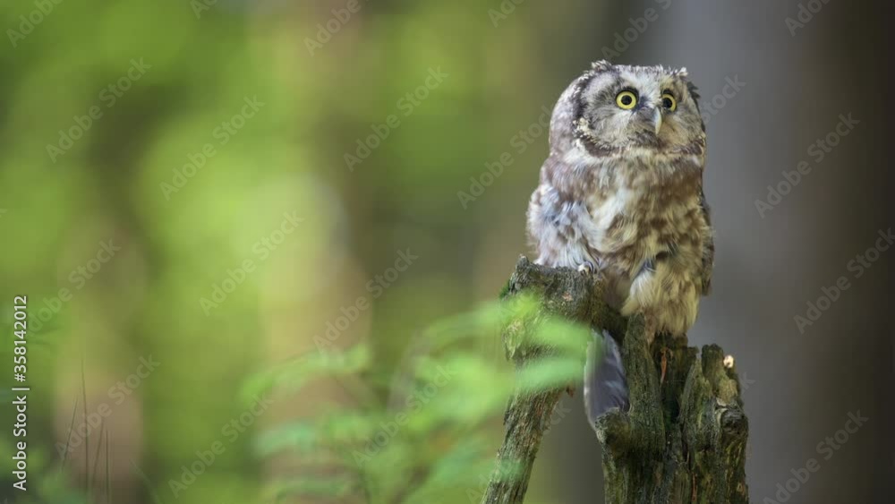 Boreal owl (Aegolius funereus) resting on a tree stump, in the forest. Shallow depth of field, colorful background, close up portrait. Boreal owl (Aegolius funereus) resting on a tree stump, in the forest. Shallow depth of field, colorful background, close up portrait.