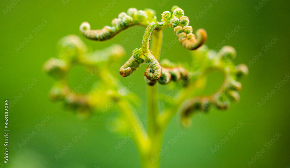 green close up background of fern green close up background of fern