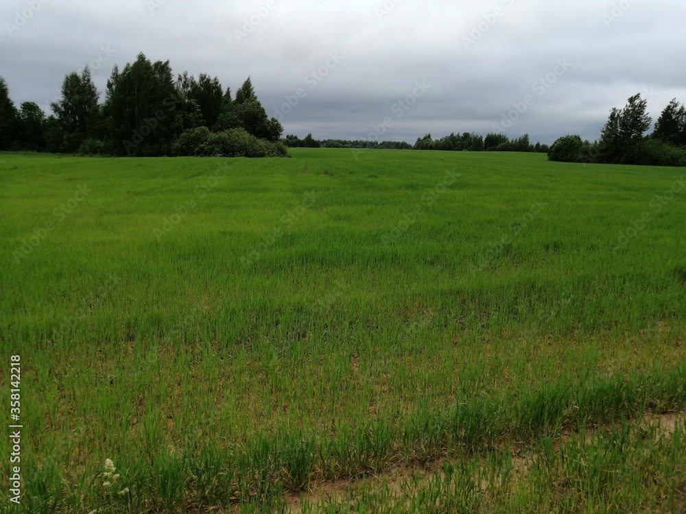 Fototapeta premium park nature grass green beautiful