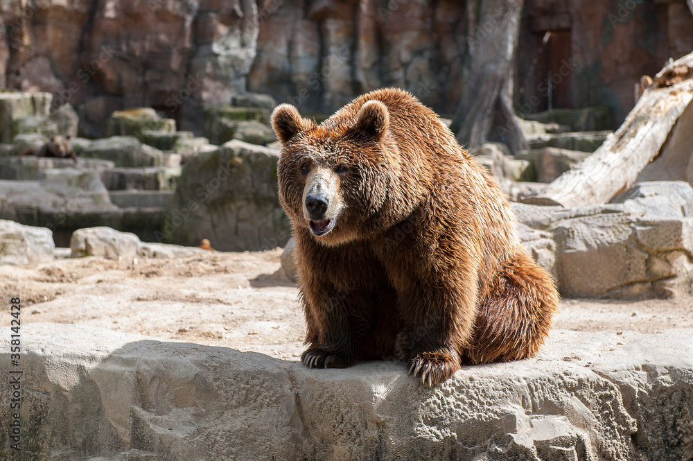 Obraz premium It's Brown bear (Ursus arctos) sits on the rock