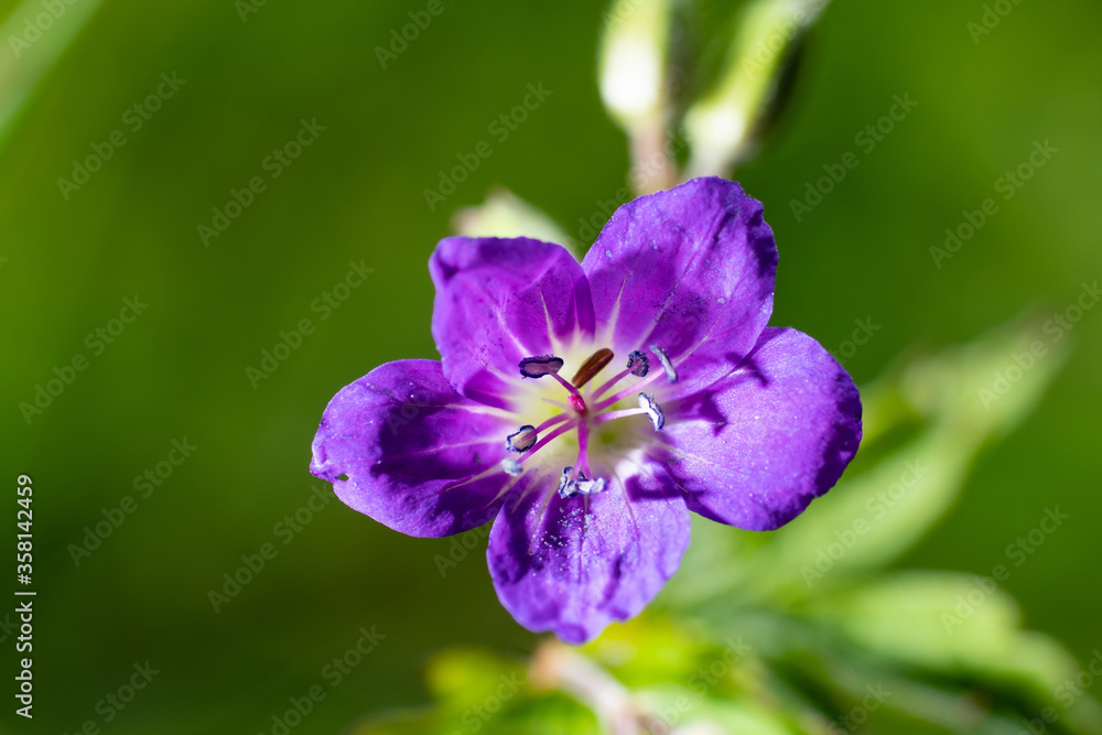 Top view of a wild purple flower