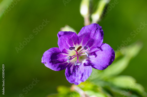 Top view of a wild purple flower
