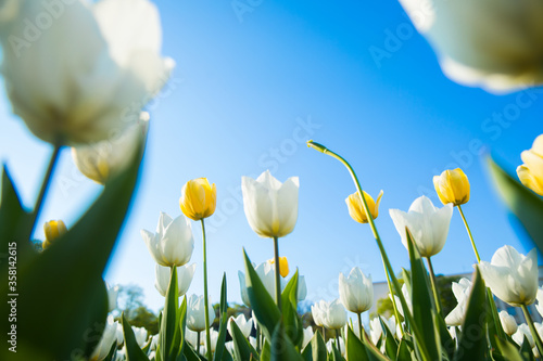 Beautiful colored tulip fields in spring at sunset. Colorful tulips in the park. Spring landscape.