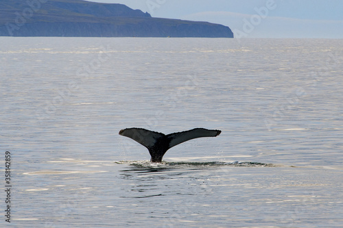 Tail of a Whale above the water