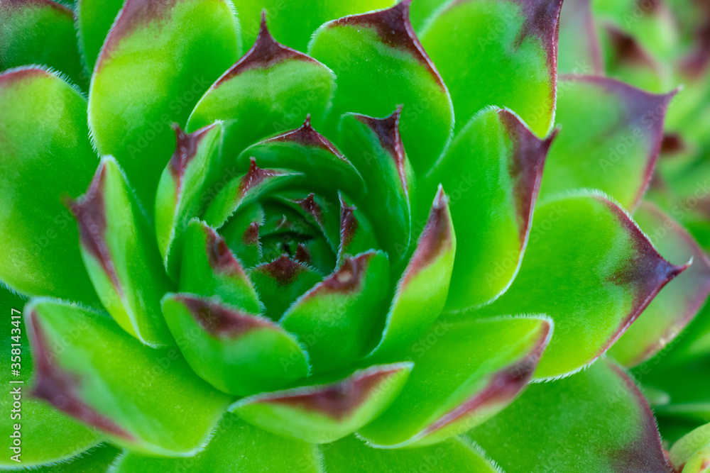 a close-up of hens and chicks cacti a close-up of hens and chicks cacti