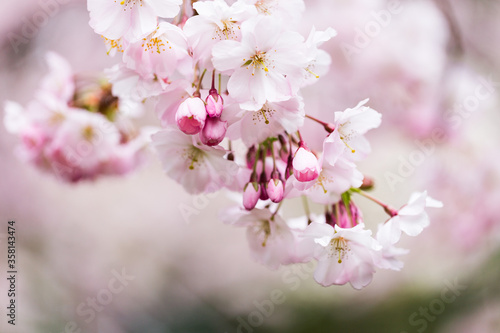 Frühlingsblüte