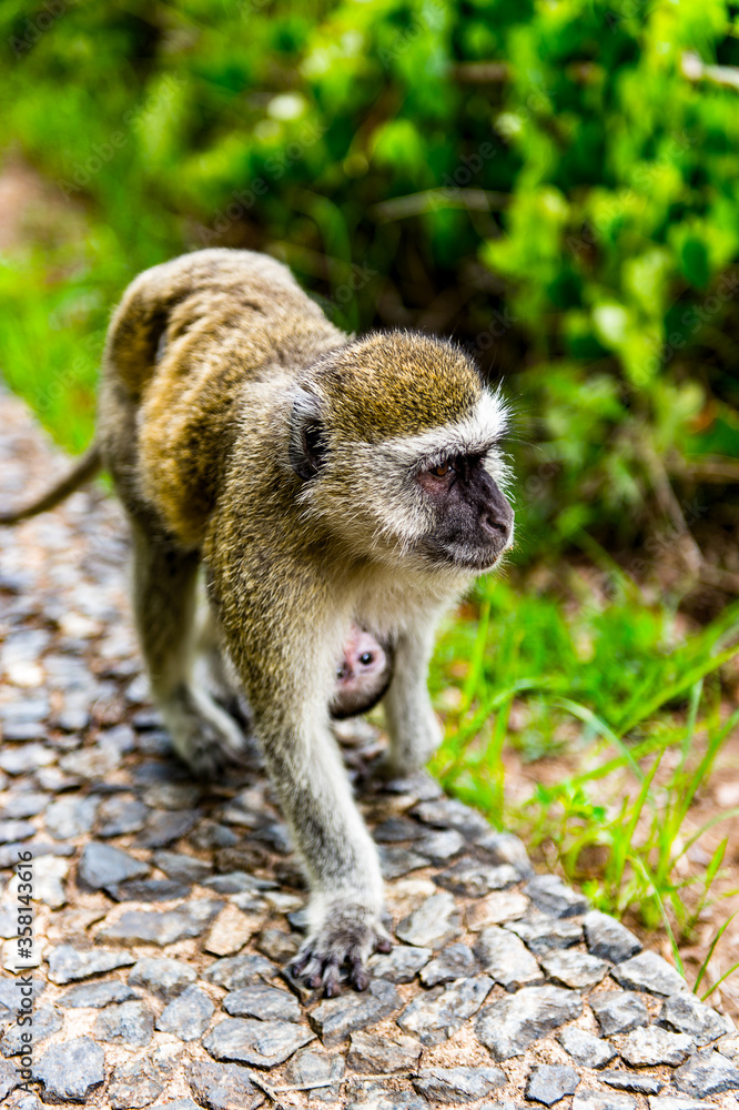 Obraz premium It's Monkey with a baby in Zimbabwe