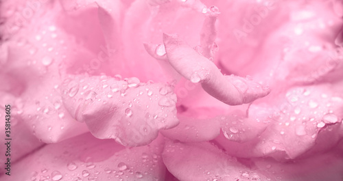 Rose petals with water drops close up. Soft focus. Natural flower background.