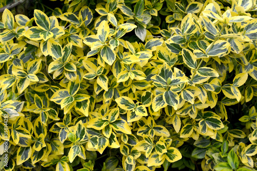 Beresclet Forchun  Emerald Gold variety  Euonymus fortunei . Background