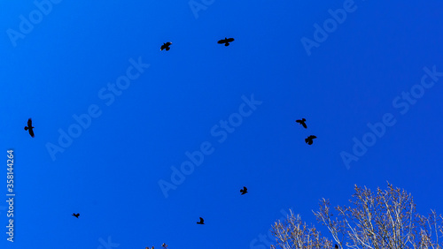 Flock of birds flying in the classic blue sky. Abstract background. Space for text.