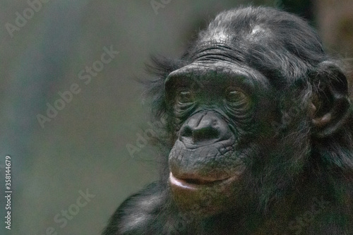 portrait of a young Bonobo monkey