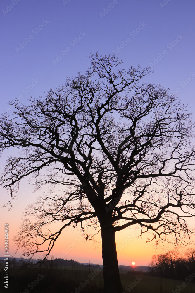 mystic old oak tree with bare branches in winter mystic old oak tree with bare branches in winter
