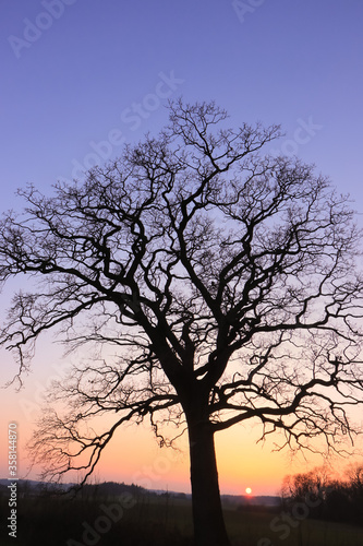 mystic old oak tree with bare branches in winter