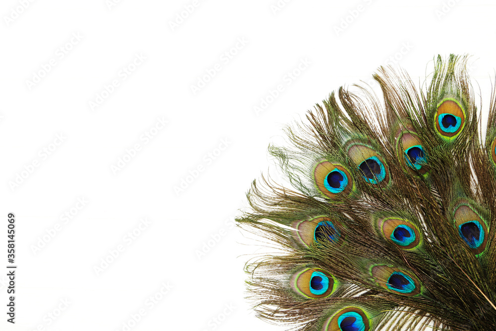 Obraz premium Peacock feathers isolated on white background