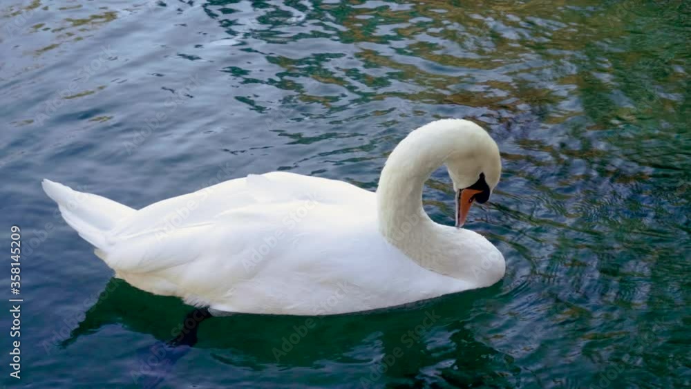 Beautiful swan swimming on lake or duck pond in park in Crimea. Close-up shot of large white bird with long thin neck floating on the Black sea. 4K Beautiful swan swimming on lake or duck pond in park in Crimea. Close-up shot of large white bird with long thin neck floating on the Black sea. 4K