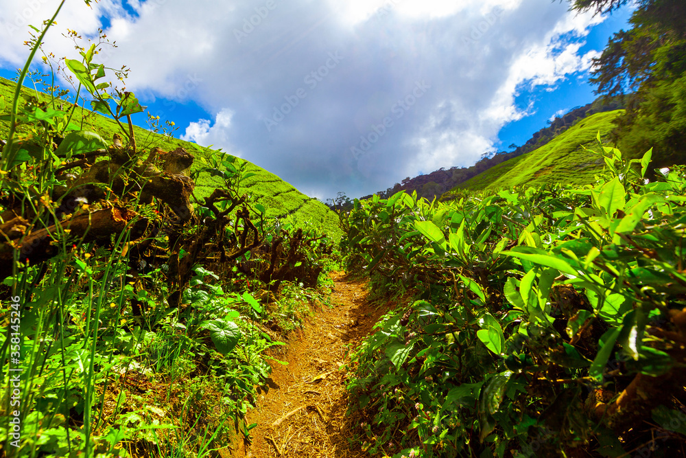 Tea plantation, Camerun Highlands, Malaysia
