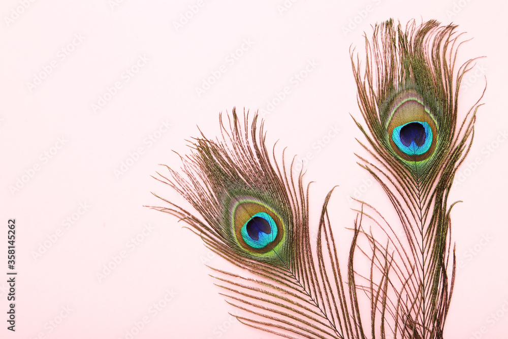 Obraz premium Peacock feathers on pink background