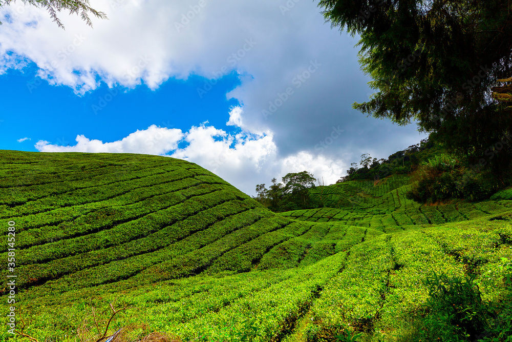 Obraz premium Tea plantation, Camerun Highlands, Malaysia