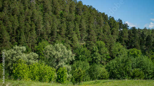 trees in the mountains