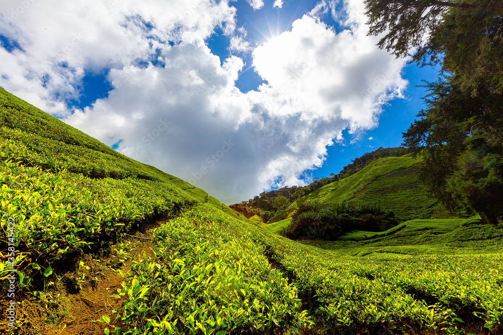 Obraz premium Tea plantation, Camerun Highlands, Malaysia