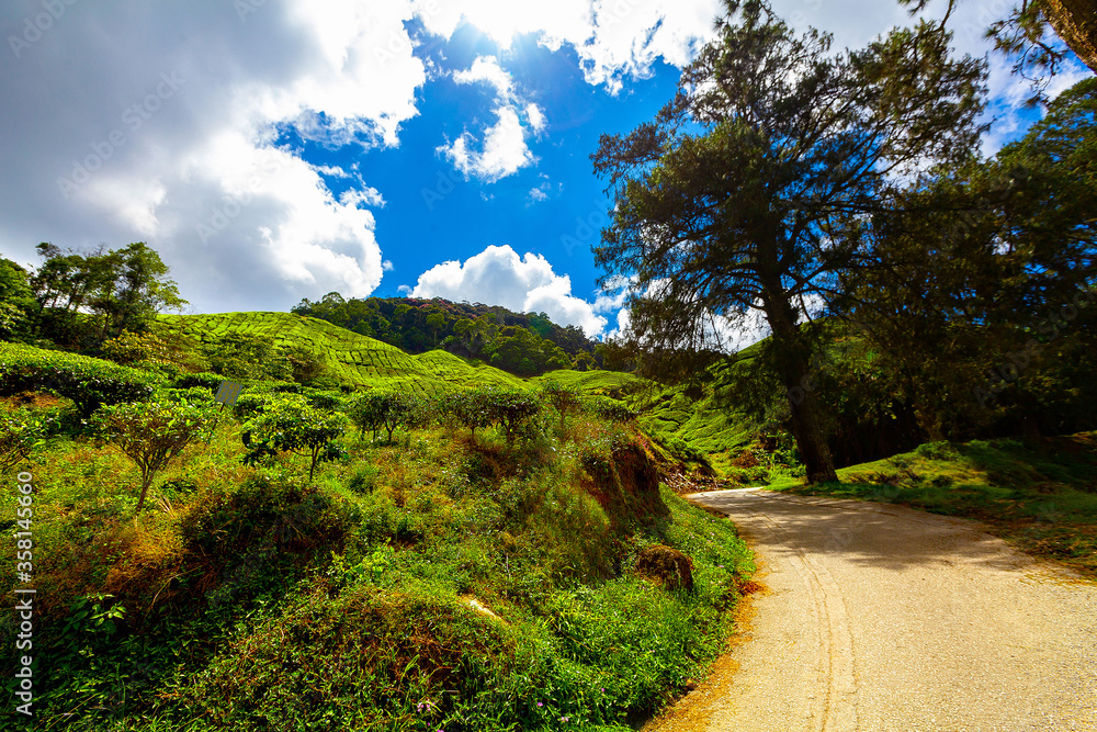 Tea plantation, Cameron Highlands, Malaysia Tea plantation, Cameron Highlands, Malaysia