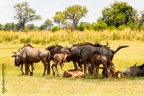 It s Antelope gnu flock in the Moremi Game Reserve  Okavango River Delta   National Park  Botswana