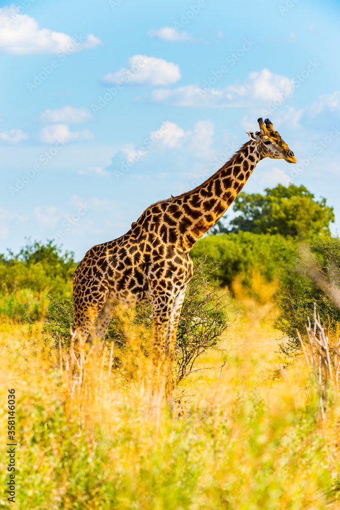 It's Giraffe portrait in the Moremi Game Reserve (Okavango River Delta), National Park, Botswana It's Giraffe portrait in the Moremi Game Reserve (Okavango River Delta), National Park, Botswana