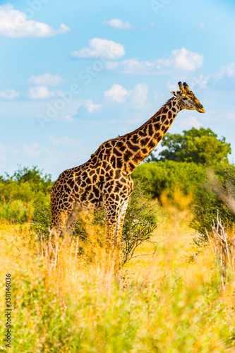 It's Giraffe portrait in the Moremi Game Reserve (Okavango River Delta), National Park, Botswana