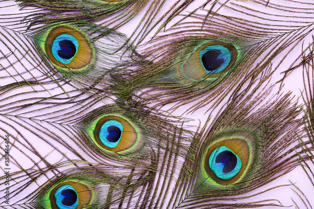 Obraz premium Peacock feathers on puple background