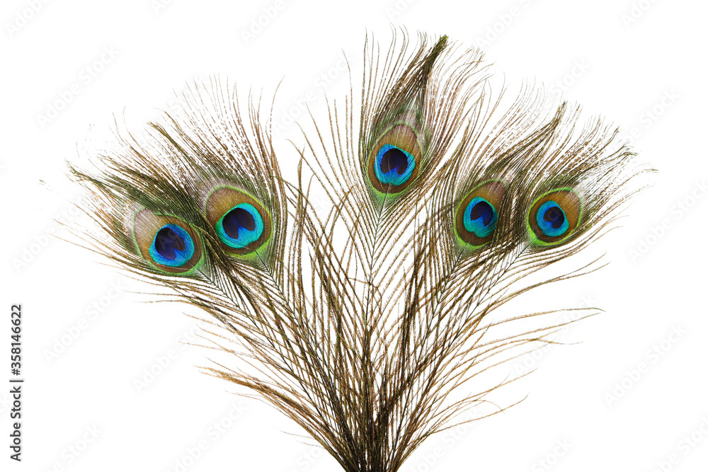 Fototapeta premium Peacock feathers isolated on white background