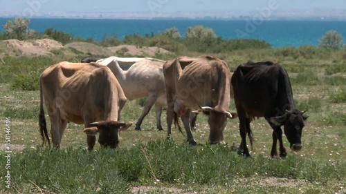 Kyrgyzstan Issyk-kul lake. Landscapes with cows.