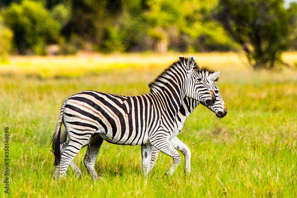 It's Zebra walks on the grass in the Moremi Game Reserve (Okavango River Delta), National Park, Botswana It's Zebra walks on the grass in the Moremi Game Reserve (Okavango River Delta), National Park, Botswana