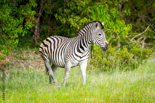 It s Zebra walks on the grass in the Moremi Game Reserve  Okavango River Delta   National Park  Botswana