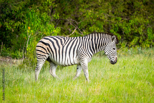 It s Zebra walks on the grass in the Moremi Game Reserve  Okavango River Delta   National Park  Botswana