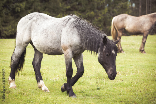 Wild horses running free in the forest