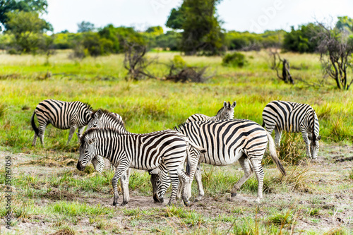 It's Zebra clpse view in the Moremi Game Reserve (Okavango River Delta), National Park, Botswana