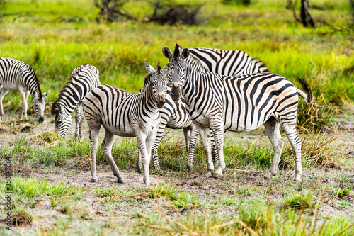 It s Zebras flock in the Moremi Game Reserve  Okavango River Delta   National Park  Botswana