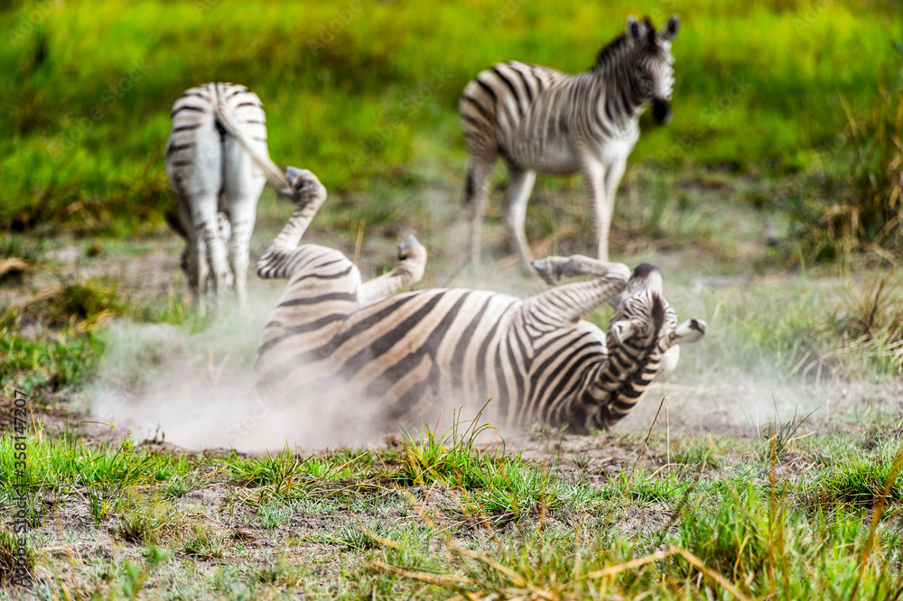 It's Zebra clpse view in the Moremi Game Reserve (Okavango River Delta), National Park, Botswana It's Zebra clpse view in the Moremi Game Reserve (Okavango River Delta), National Park, Botswana