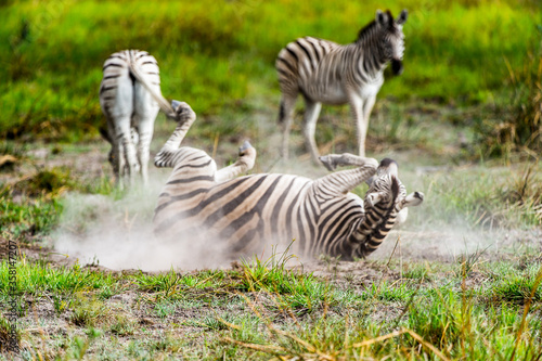 It s Zebra clpse view in the Moremi Game Reserve  Okavango River Delta   National Park  Botswana