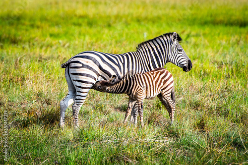 It s Zebra and its baby cub in the Moremi Game Reserve  Okavango River Delta   National Park  Botswana