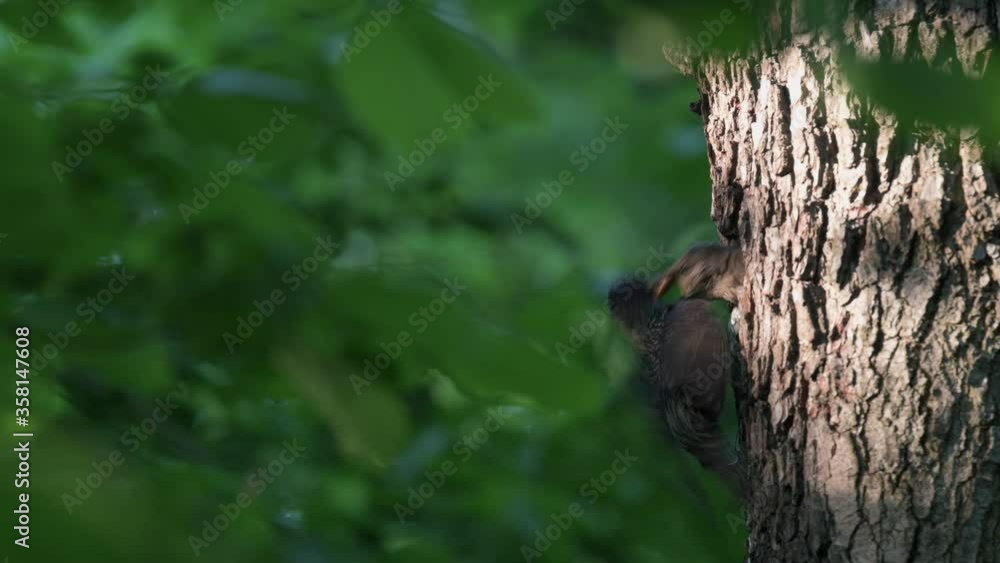 Starling arriving to feed the chick. Insects in the beak as food. The chick peeks out of the nest. Nest in the hollow of a tree. Starling arriving to feed the chick. Insects in the beak as food. The chick peeks out of the nest. Nest in the hollow of a tree.