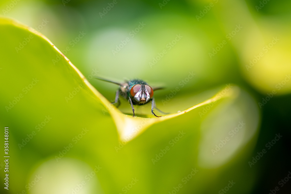 Fototapeta premium A small fly sat on a leaf