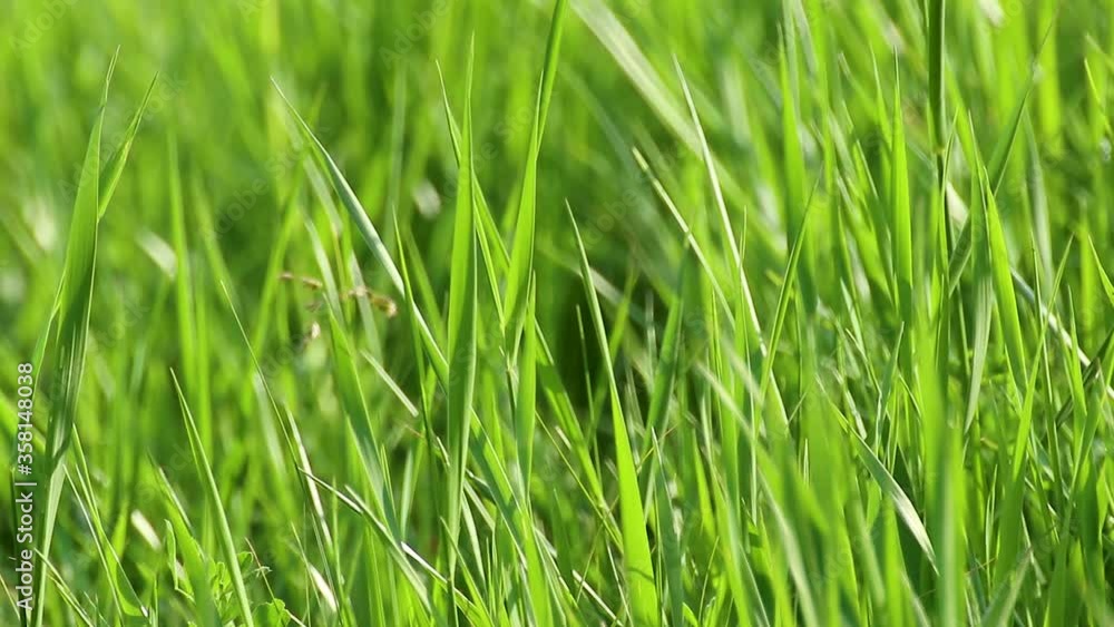 Green summer wild grass growth weed details close-up on sunny day in vivid colors blurred background Green summer wild grass growth weed details close-up on sunny day in vivid colors blurred background