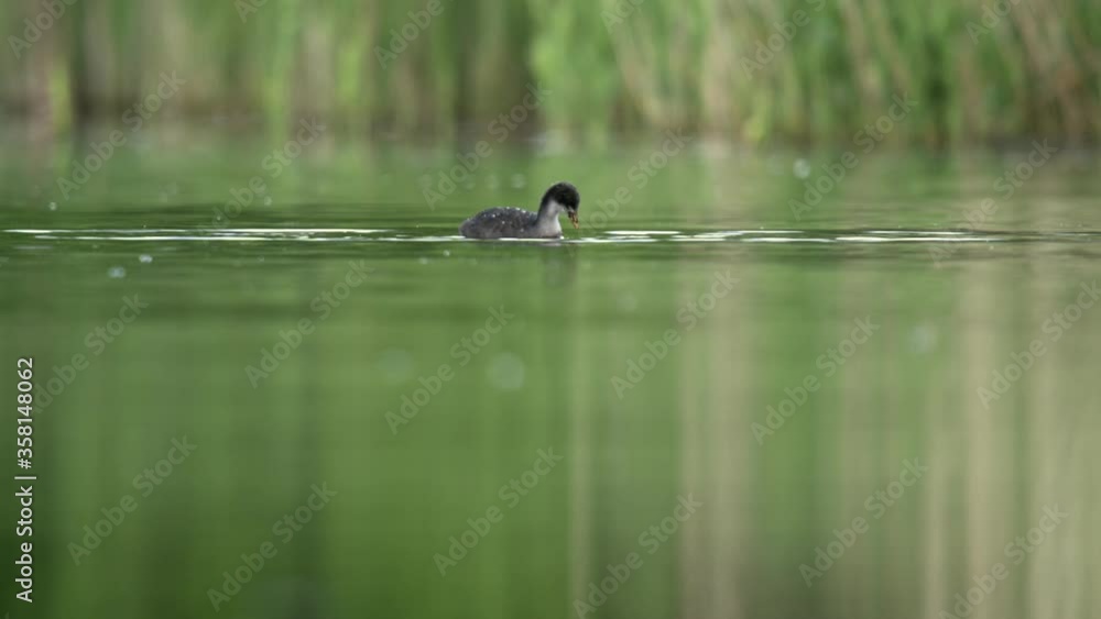 The Eurasian coot (Fulica atra) floating on water looking for food. Low angle shot. Calm water level. Young bird. The Eurasian coot (Fulica atra) floating on water looking for food. Low angle shot. Calm water level. Young bird.