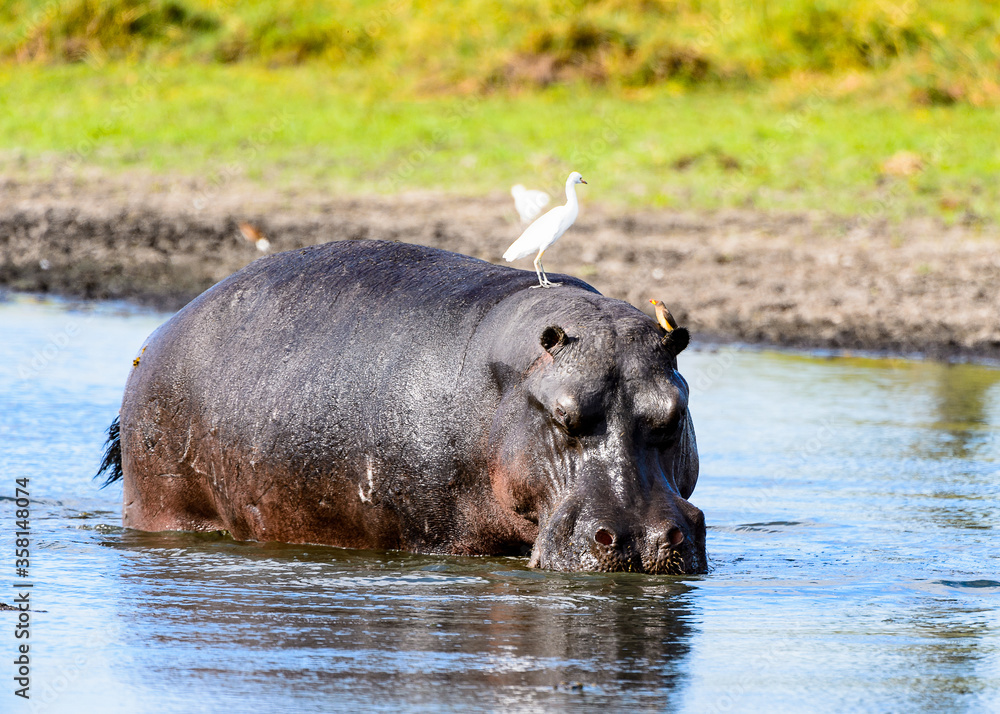 It's Hippopotamus in the lake with birds on his back, in the Moremi Game Reserve (Okavango River Delta), National Park, Botswana It's Hippopotamus in the lake with birds on his back, in the Moremi Game Reserve (Okavango River Delta), National Park, Botswana