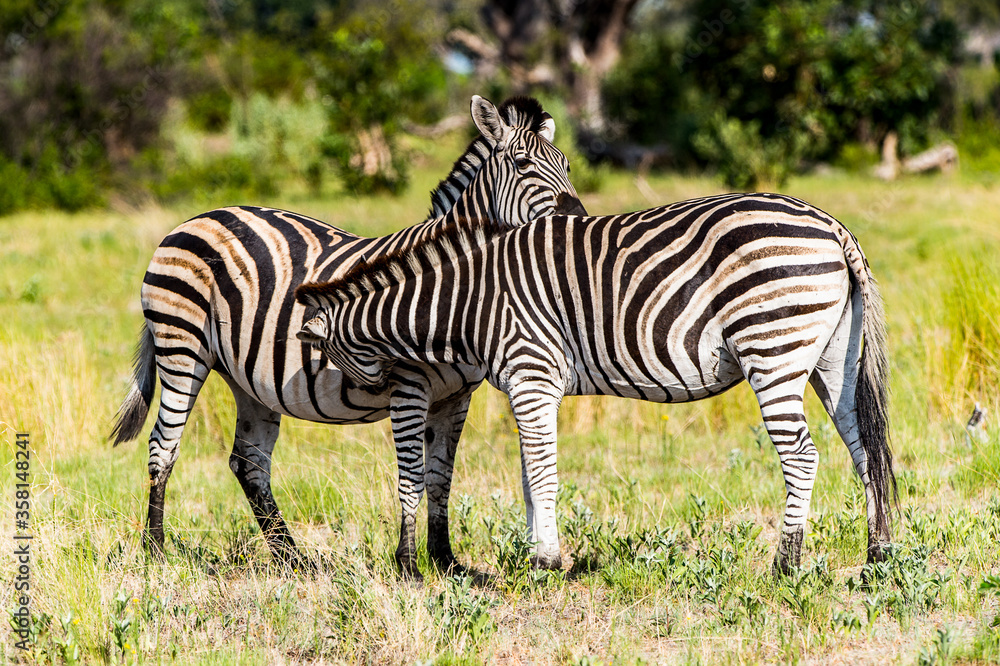 It's Zebras flock in the Moremi Game Reserve (Okavango River Delta), National Park, Botswana It's Zebras flock in the Moremi Game Reserve (Okavango River Delta), National Park, Botswana