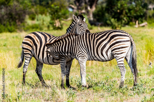 It s Zebras flock in the Moremi Game Reserve  Okavango River Delta   National Park  Botswana