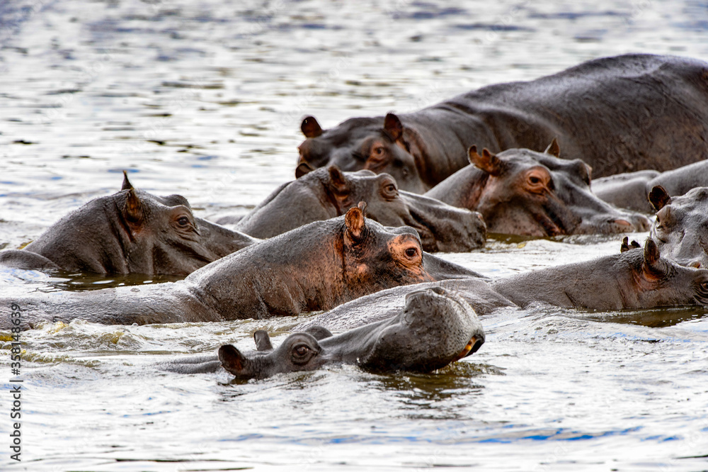 Fototapeta premium It's Many Hippopotamus, in the Moremi Game Reserve (Okavango River Delta), National Park, Botswana